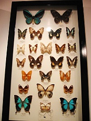 111 Kuranda Butterfly Sanctuary